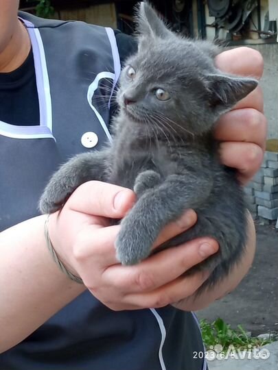 Котята в добрые руки москва