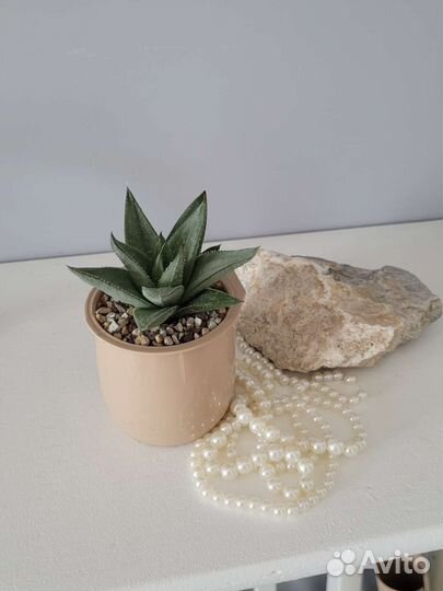 Хавортия Саванна