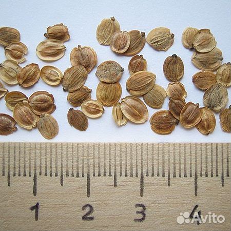 Пастернак семена