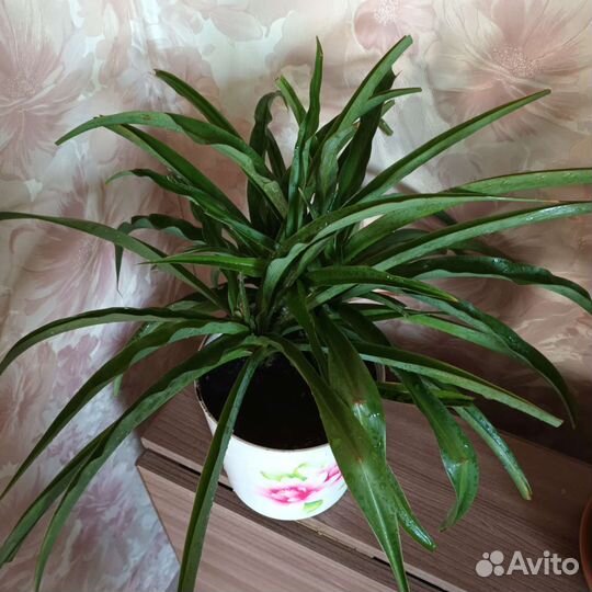 Хлорофитум