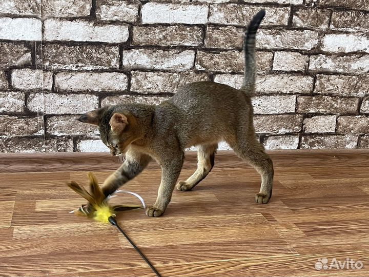 Чаузи ф1 65 камышового кота