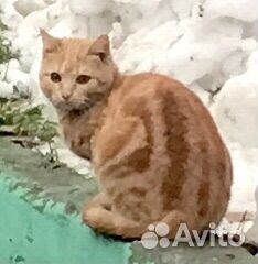 Кот