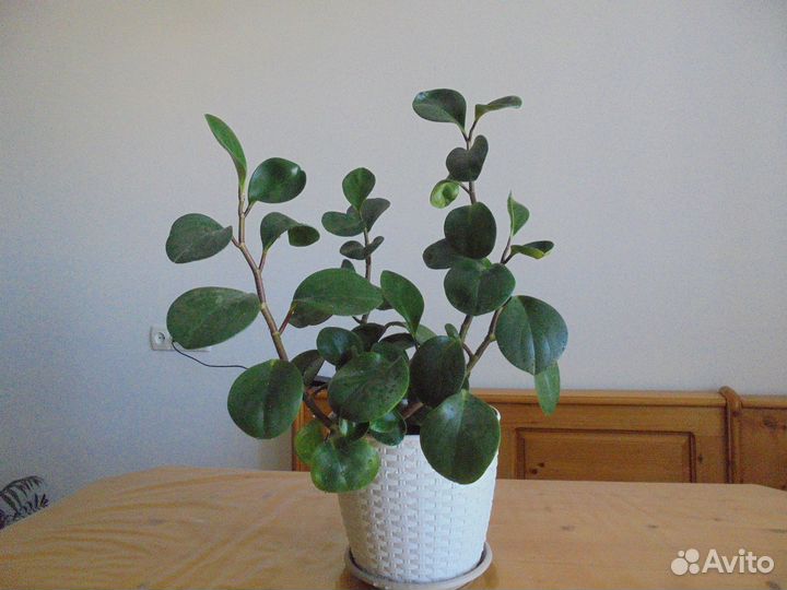 Комнатные растения цветы