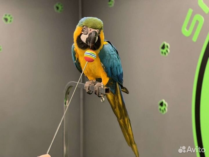 Зоопсихолог