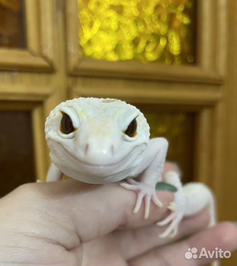 Эублефар самка и самец