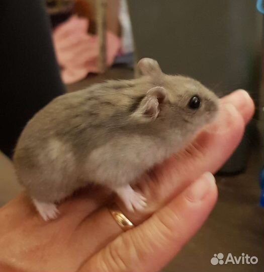 Джунгарский хомяк