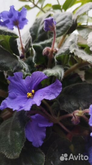 Бегония, каланхоэ