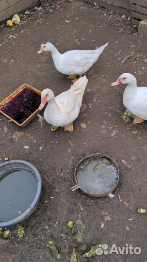 Индоутка 5 мес