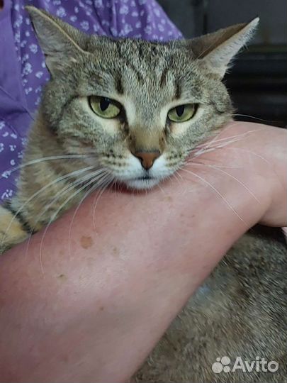 Глаша ищет дом