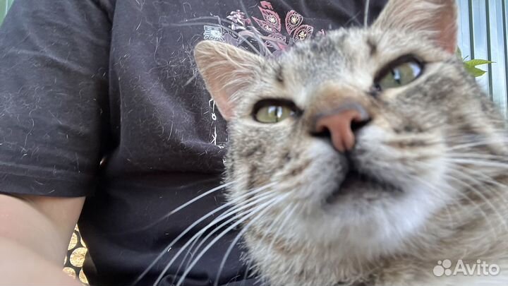 Недные кот в добрые руки