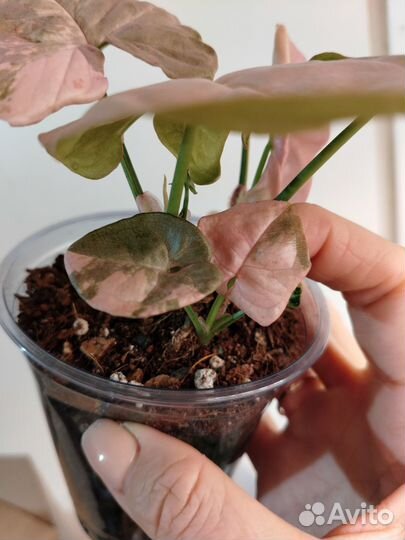 Сингониум Пинк спот марбл дабл вариегатный