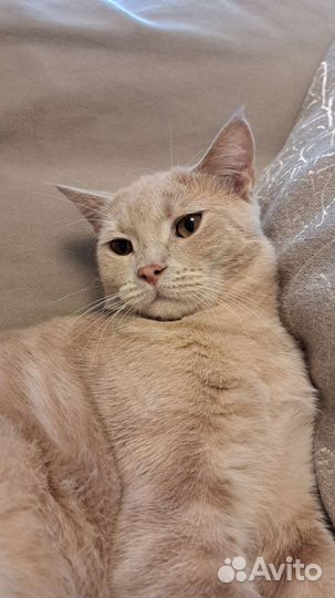 Котик Зефир