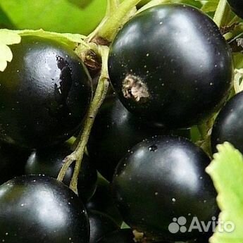 Саженцы Смородина черная Добрыня