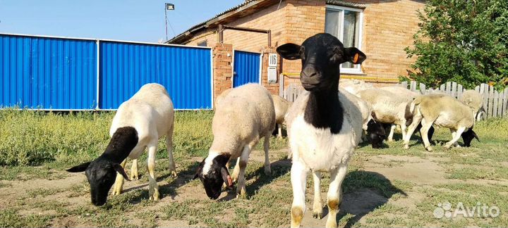 Овцы бараны дорпер