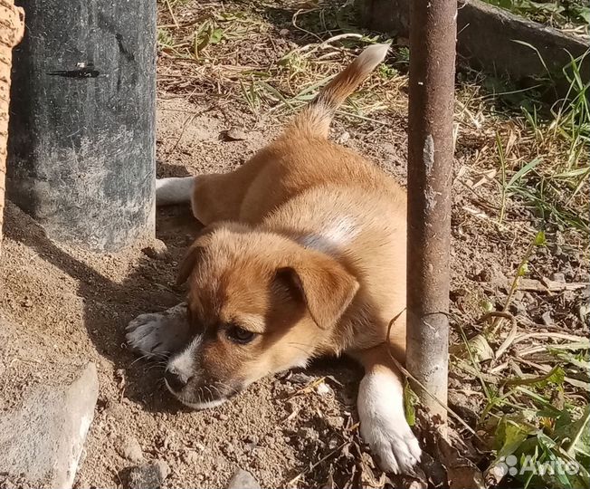 Домашние животные собаки маленькие