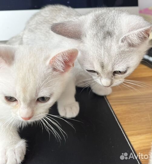 Кошка Бурмилла