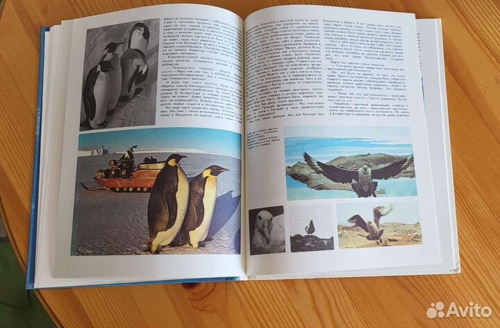 Белые сны Антарктиды