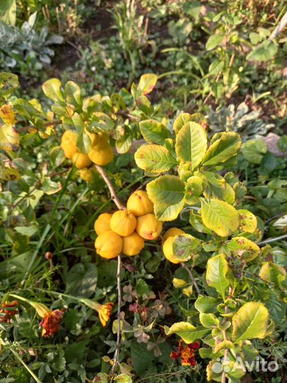 Саженцы Айвы японской