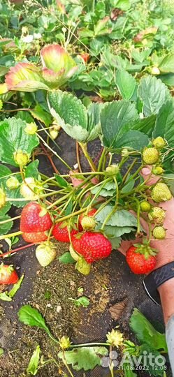Рассада клубники Ремонтантная-нсд и обычная-ксд