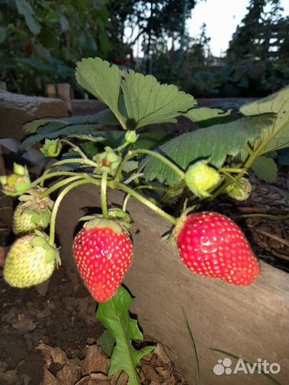 Клубника ремонтантная
