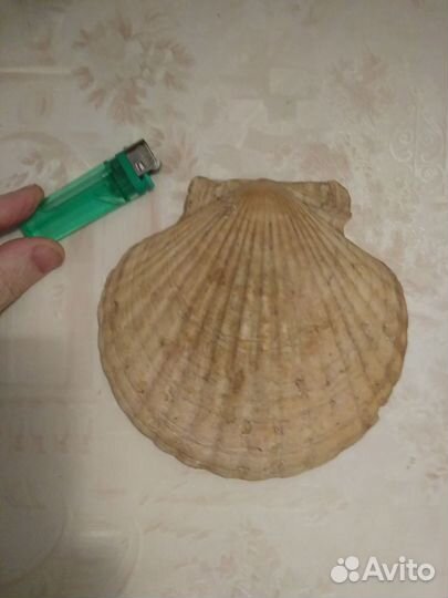 Раковины на стену и для аквариума