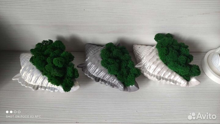 Стабилизированный мох в гипсовом кашпо