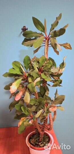 Молочай беложилковый суккулент кактус