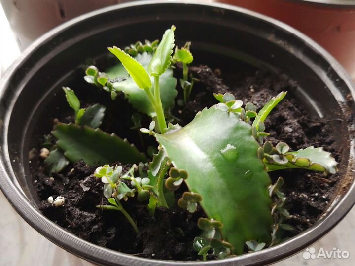 Каланхоэ лечебное