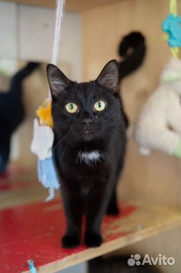 Кошечка в добрые руки