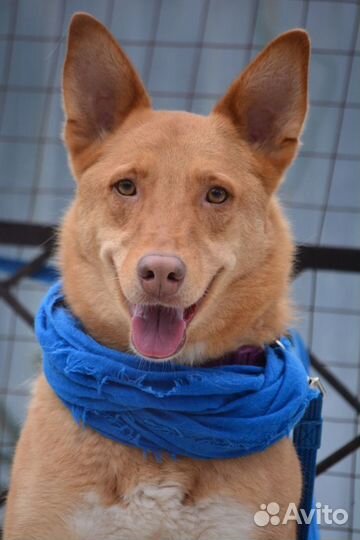 Ну просто нереальный мальчик Огонек