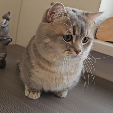 Китайский Танк, взрослый кот