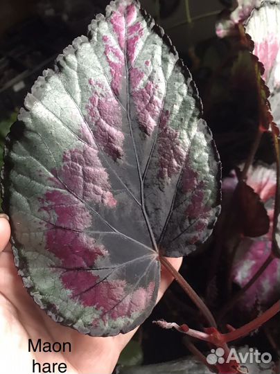 Бегония королевская