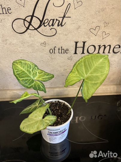 Комнатные цветы в наличии