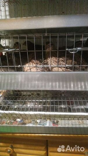 Перепела продажа