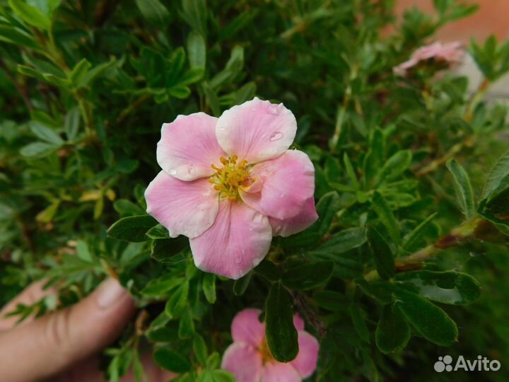 Лапчатка кустарниковая
