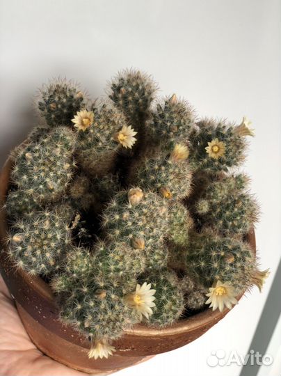 Кактус цветущий