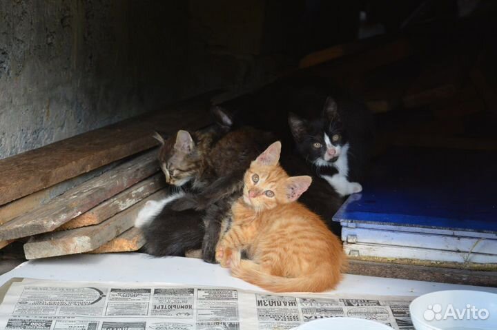 Черно-белый котенок в добрые руки