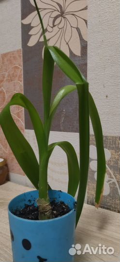 Индийский лук