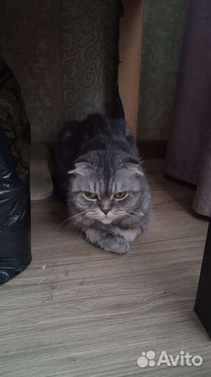 Кошка в дар бесплатно Шотландская вислоухая