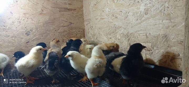 Цыплята недельные
