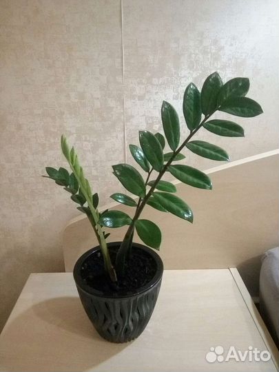 Замиокулькас