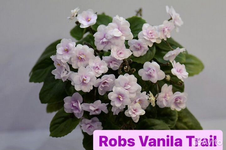 Мини и полумини фиалки