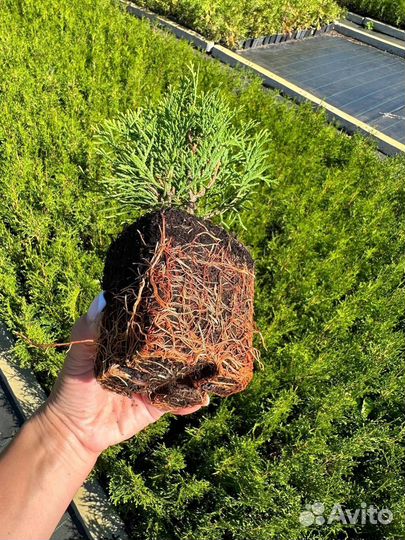 Туя Смарагд 25 - 35 см