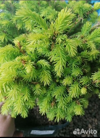 Ель Брабант(picea ab.) Brabant