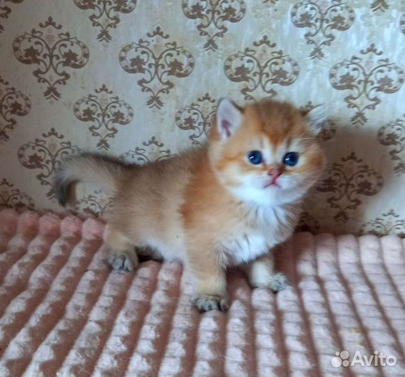 Золотые британчики