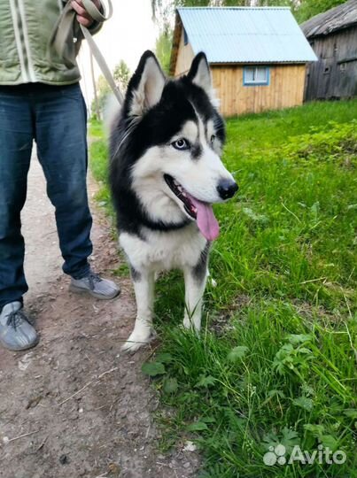 Сибирский хаски