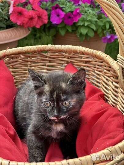 Кошка в дар