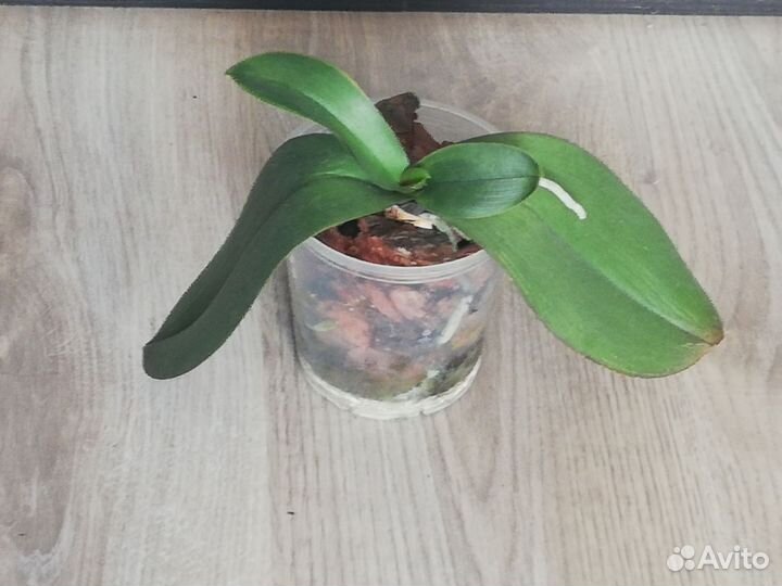 Орхидея фаленопсис