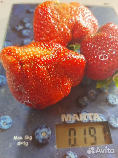 Клубника Великобритания,Маршал,Лесная сказка