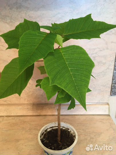 Пуансеттия